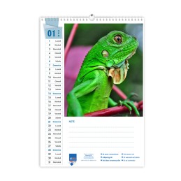 Calendario A4  fogli 12+1